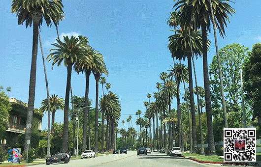 Beverly Hills Palms Drive