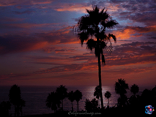 California Image Beach Palms